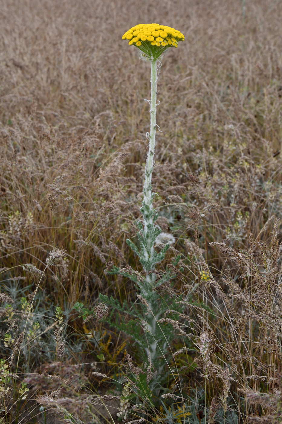 Image of Pseudohandelia umbellifera specimen.