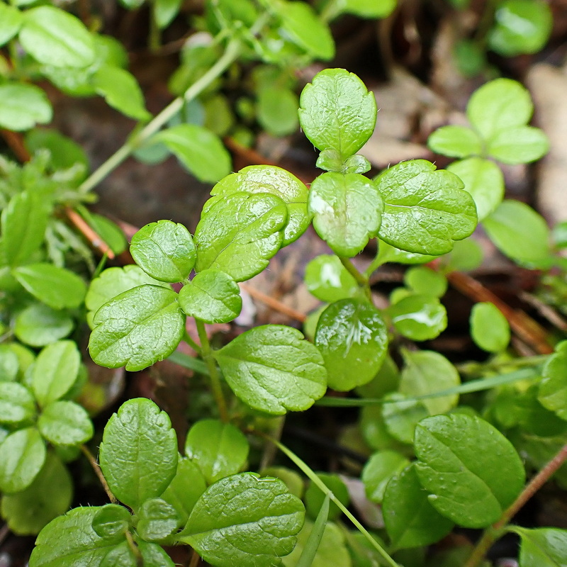 Изображение особи Linnaea borealis.