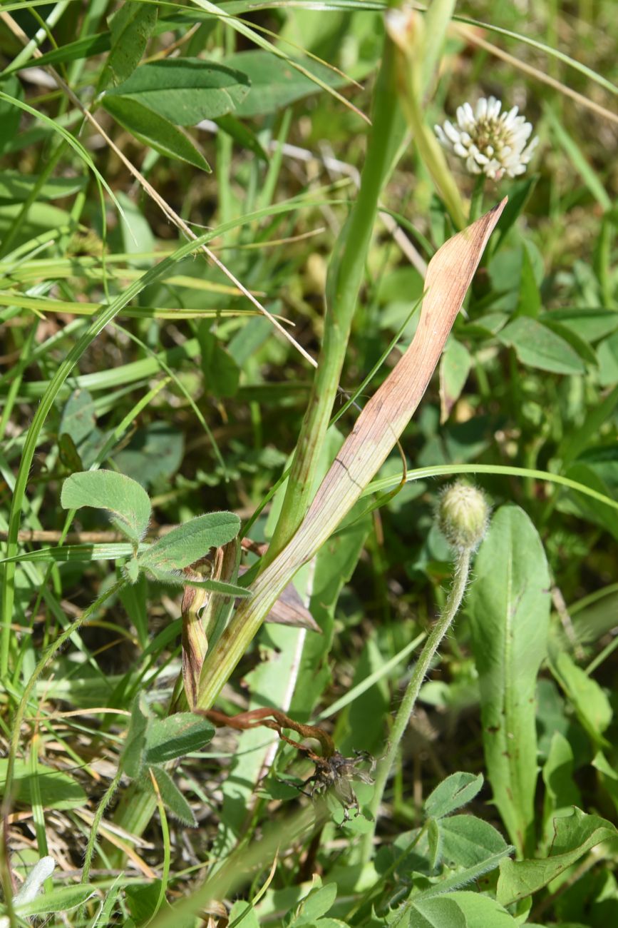 Image of Traunsteinera sphaerica specimen.