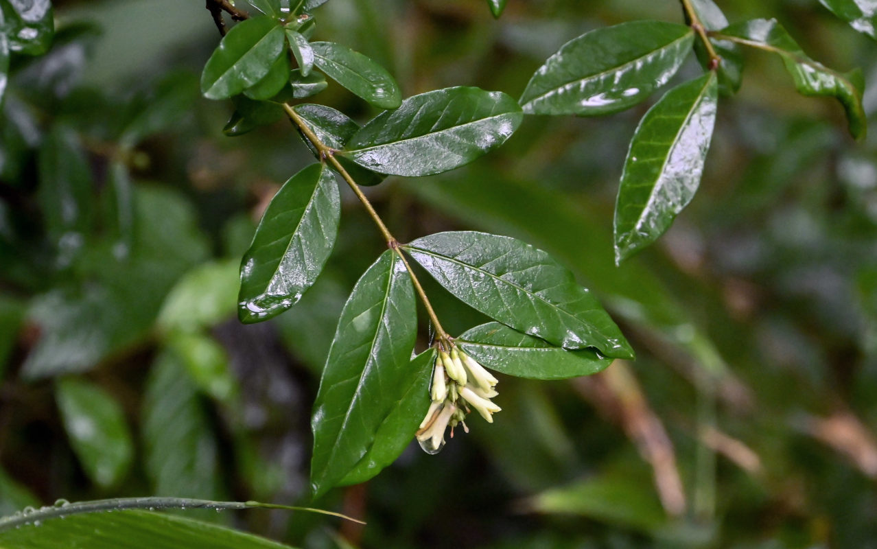 Image of Ligustrum obtusifolium specimen.