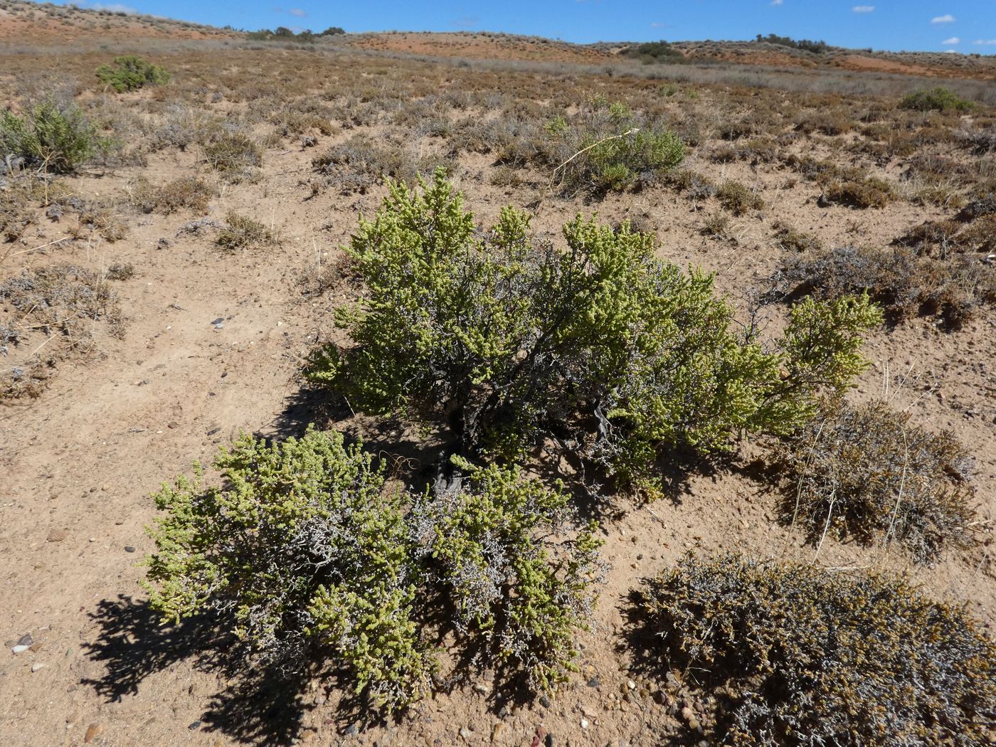 Image of Anabasis salsa specimen.