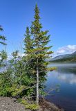 Picea obovata. Взрослое дерево. Красноярский край, Таймырский Долгано-Ненецкий р-н, плато Путорана, устье р. Кутарамакан, берег реки. 23.07.2023.