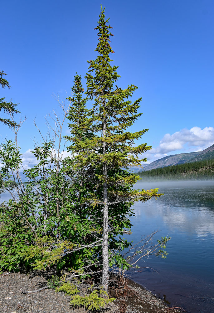 Image of Picea obovata specimen.