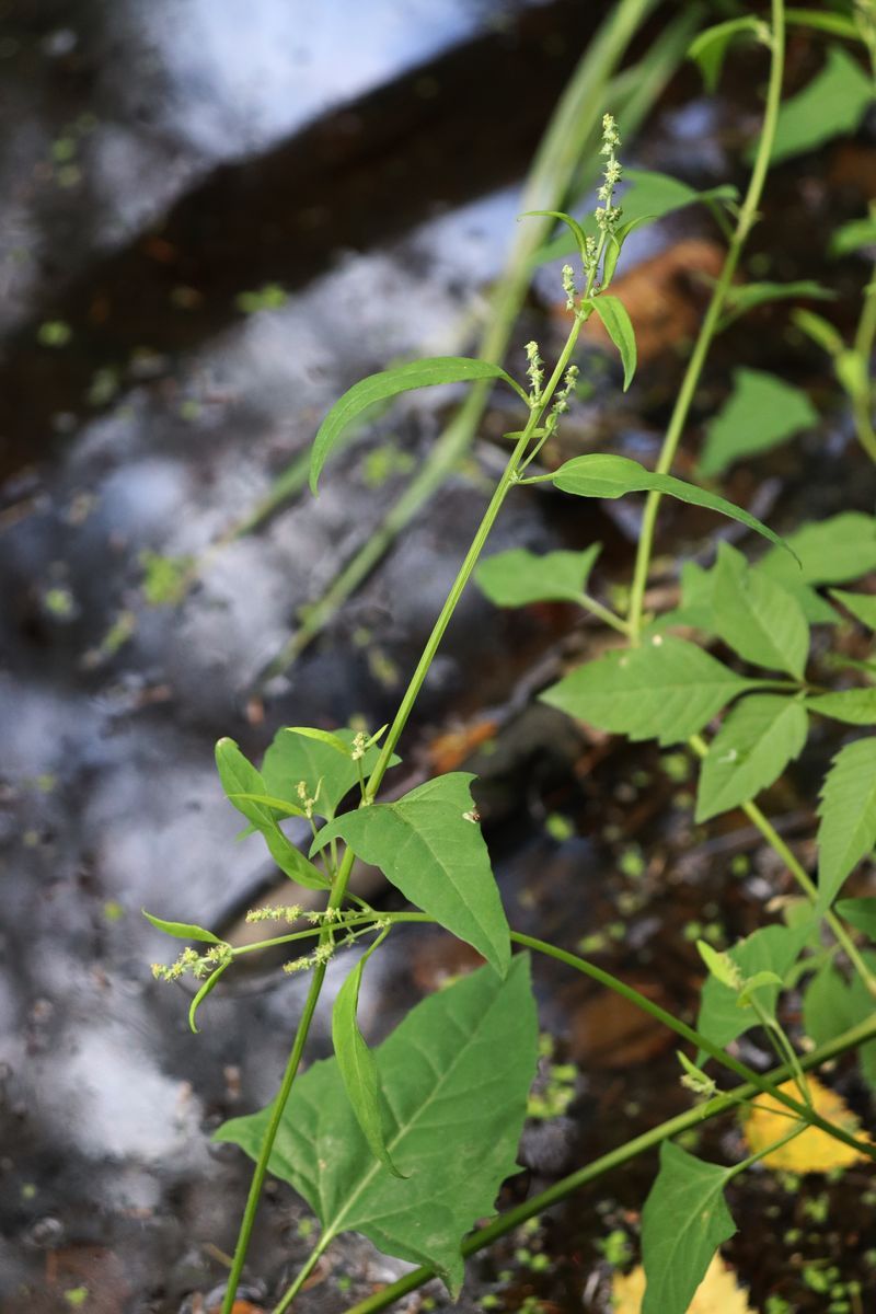 Изображение особи Atriplex prostrata.