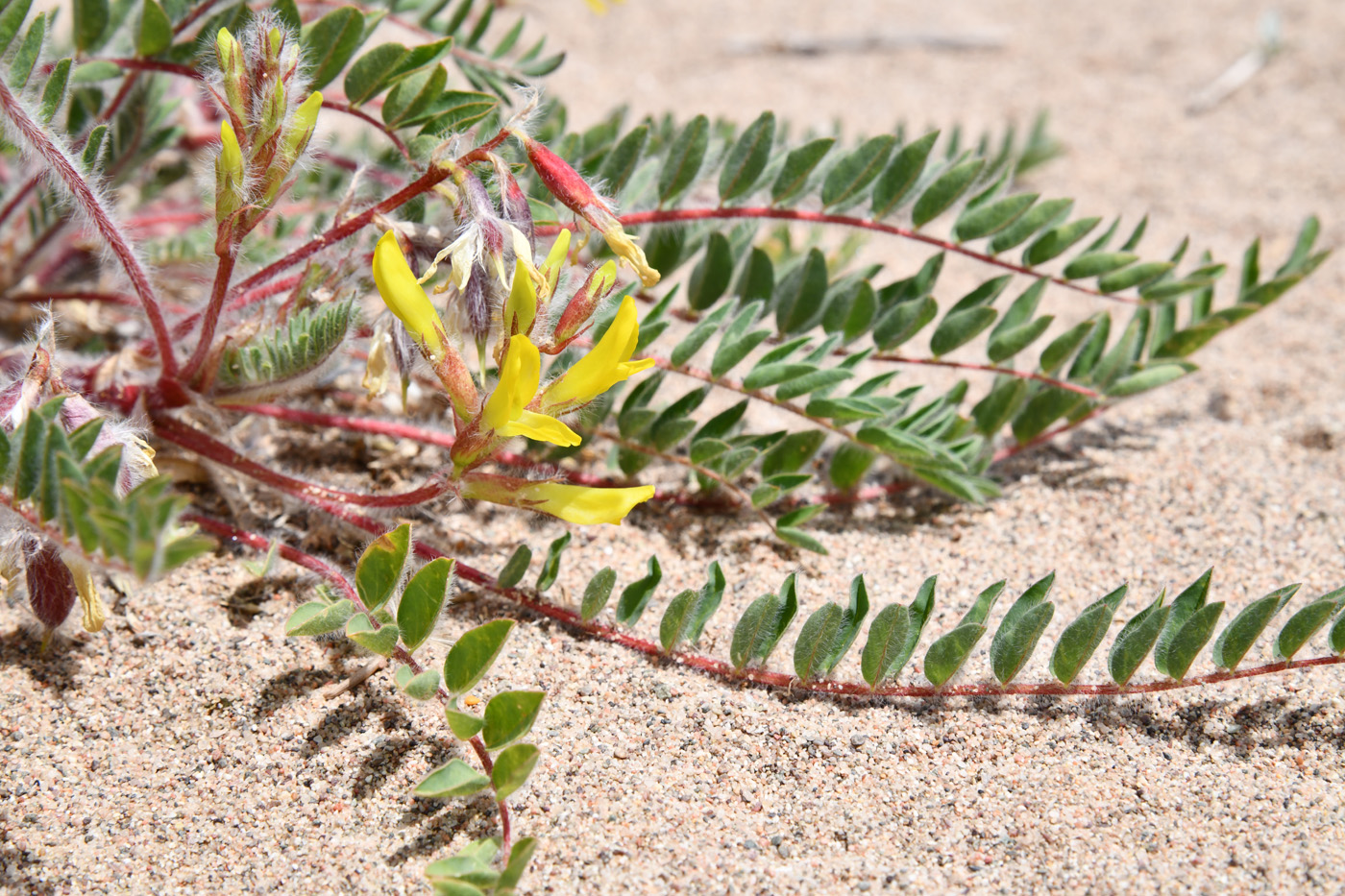 Image of Astragalus rubtzovii specimen.