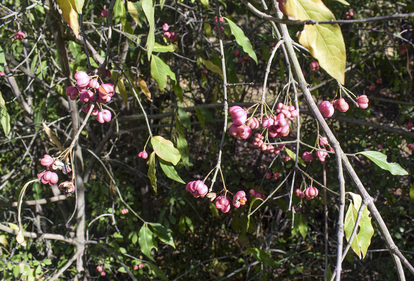 Изображение особи Euonymus europaeus.