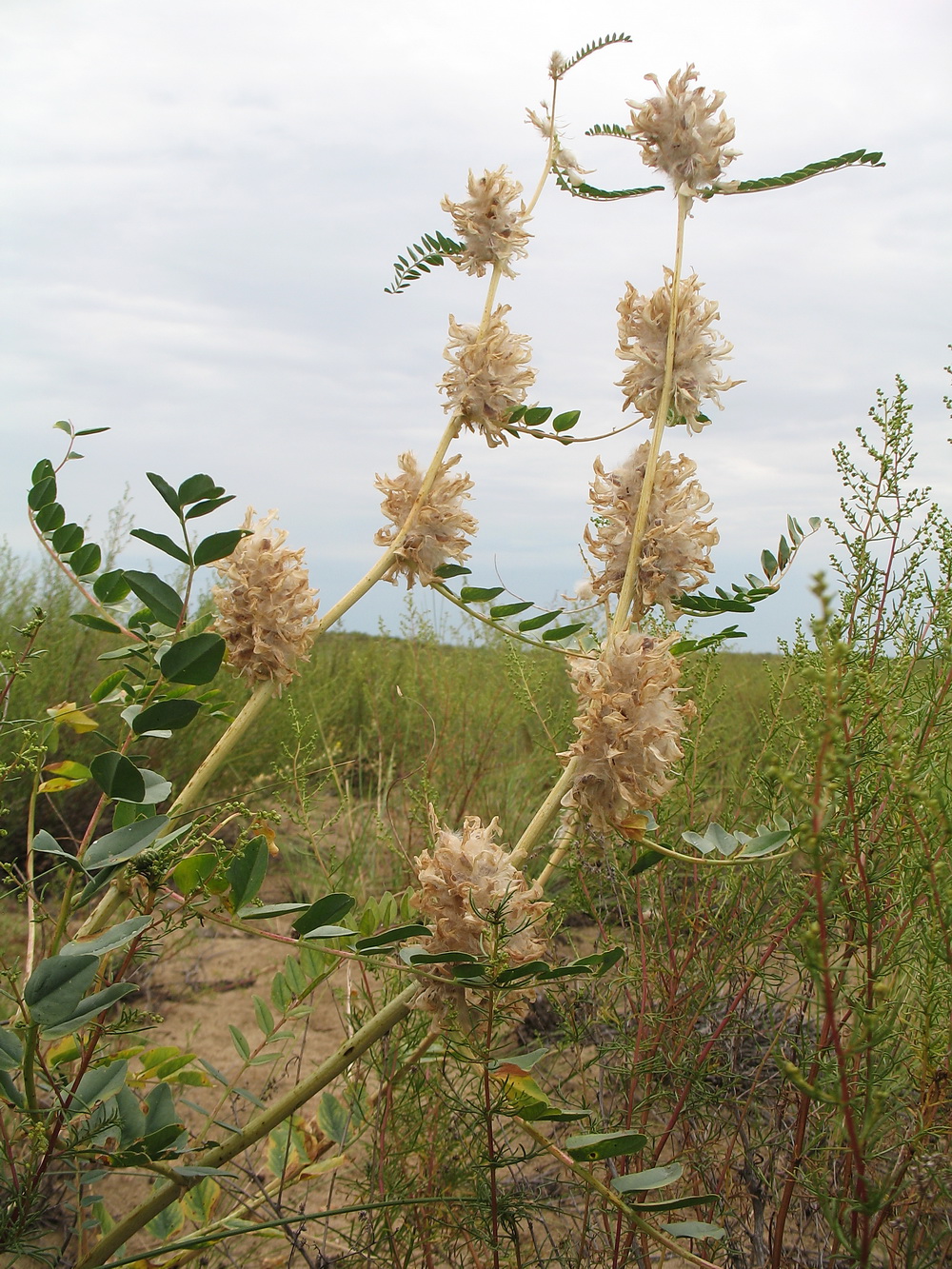 Изображение особи Astragalus vulpinus.