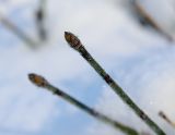 Equisetum hyemale