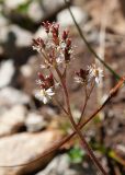 Micranthes nelsoniana subspecies insularis. Соцветие. Камчатский край, Елизовский р-н, подножие горы Вачкажицы, берег р. Тахколоч, каменистый склон СВ экспозиции. 04.08.2024.