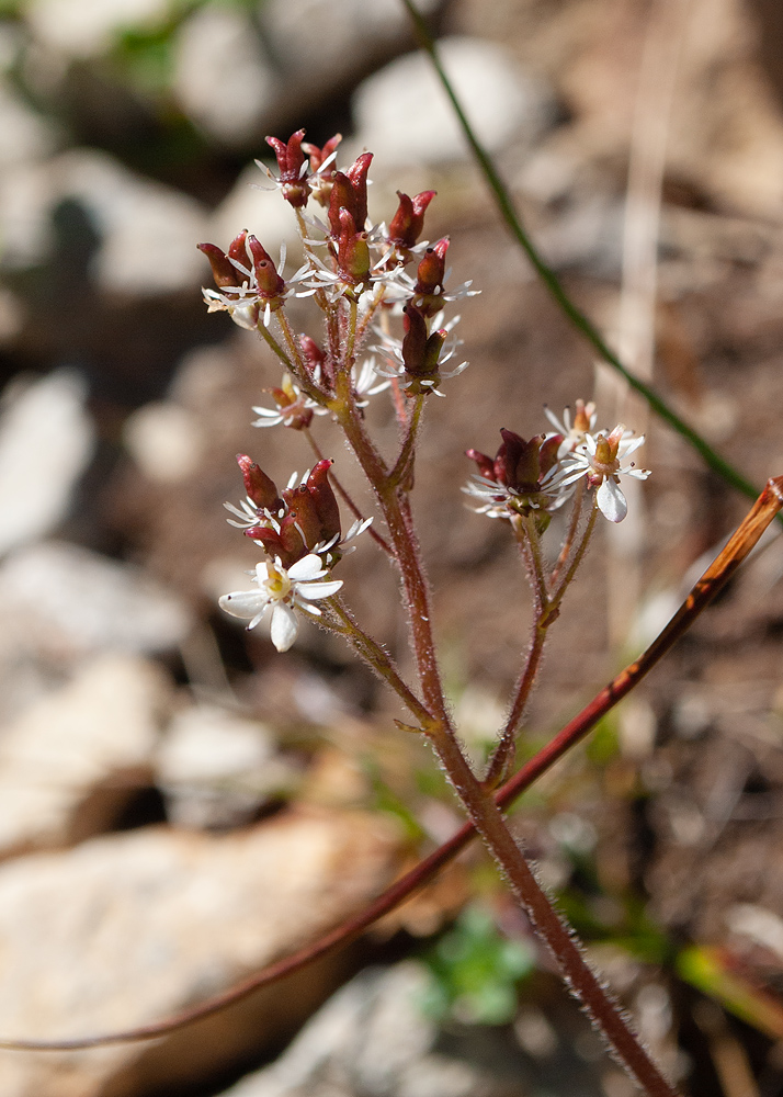 Изображение особи Micranthes nelsoniana ssp. insularis.