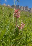 Orobanche owerinii