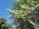 Artemisia rutifolia. Побеги с соцветиями. Казахстан, Западный Тянь-Шань, Киргизский хр., ущ. Сугаты, ≈ 1400 м н.у.м., основание склона зап. экспозиции, трещина в скале. 13 июня 2024 г.