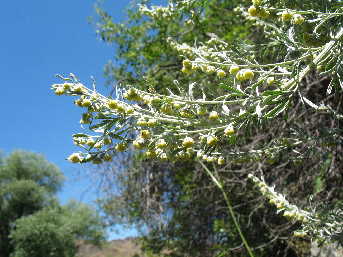 Image of Artemisia rutifolia specimen.