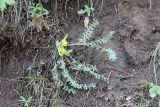 Astragalus kaschkadarjensis