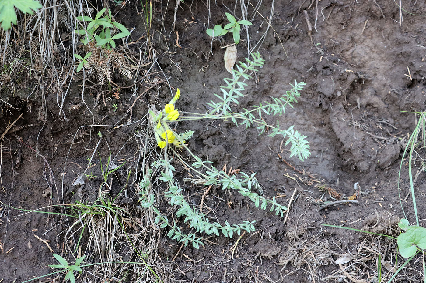 Image of Astragalus kaschkadarjensis specimen.