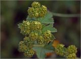 Alchemilla xanthochlora. Соцветие. Московская обл., Раменский р-н, окр. дер. Хрипань, садовый участок. 19.05.2024.