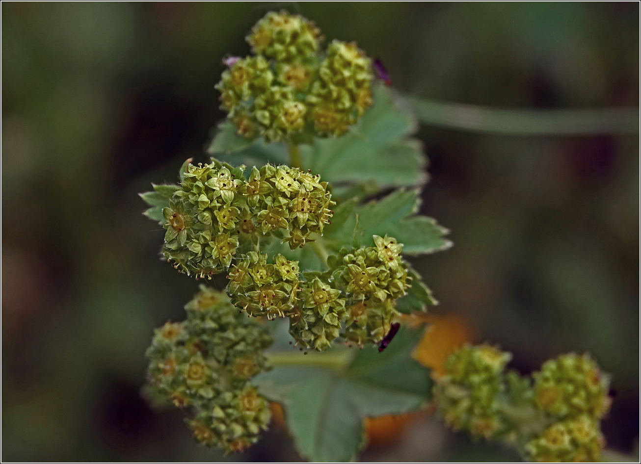 Image of Alchemilla xanthochlora specimen.