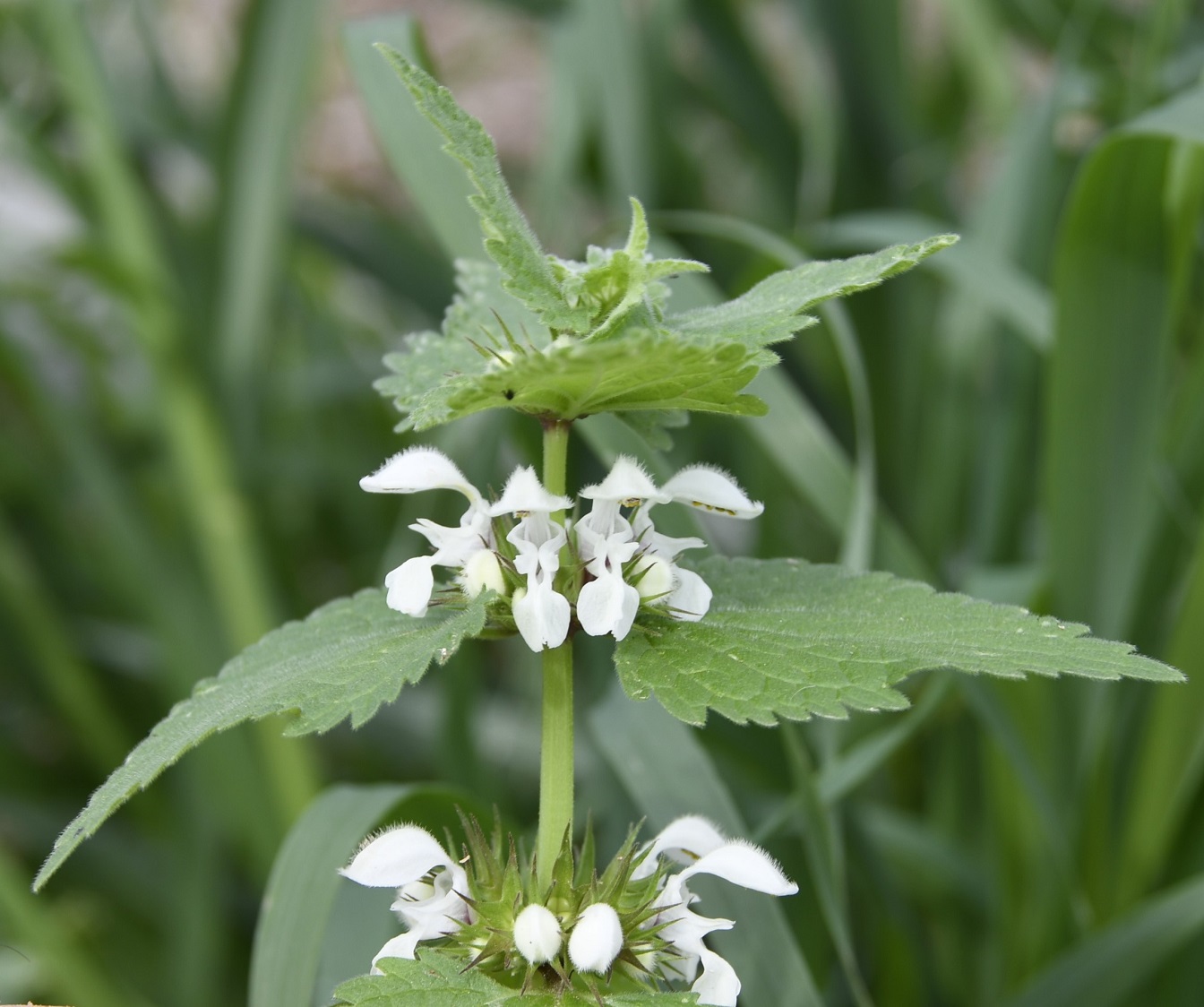 Изображение особи Lamium moschatum ssp. micranthum.