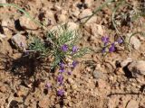 Astragalus nematodes