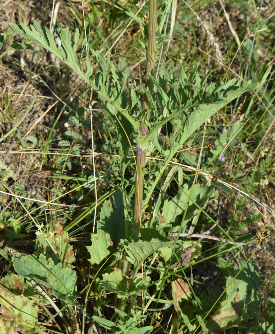 Image of Senecio jacobaea specimen.