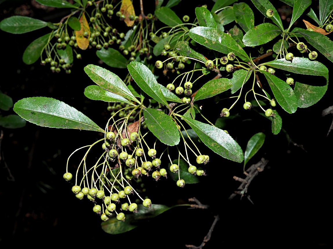 Image of Pyracantha crenulata specimen.