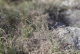 View full-size image Lathyrus setifolius