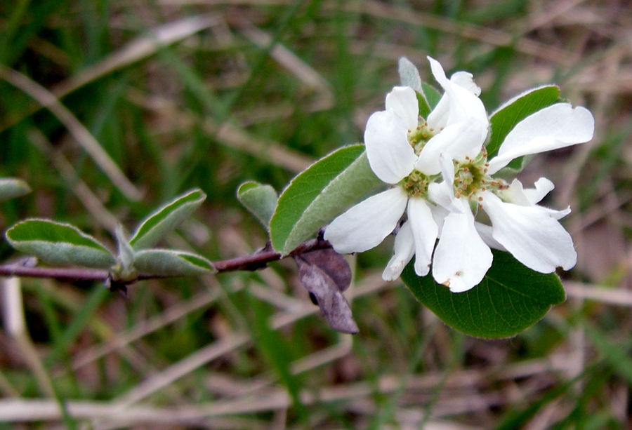 Изображение особи Amelanchier ovalis.