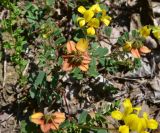 View full-size image Securigera orientalis