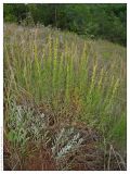 Artemisia salsoloides. Отцвётшее растение. Республика Татарстан, заказник \"Чатыр-Тау\". 21.06.2005.