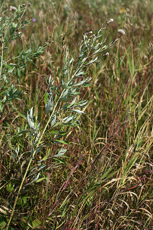 Image of Cirsium incanum specimen.