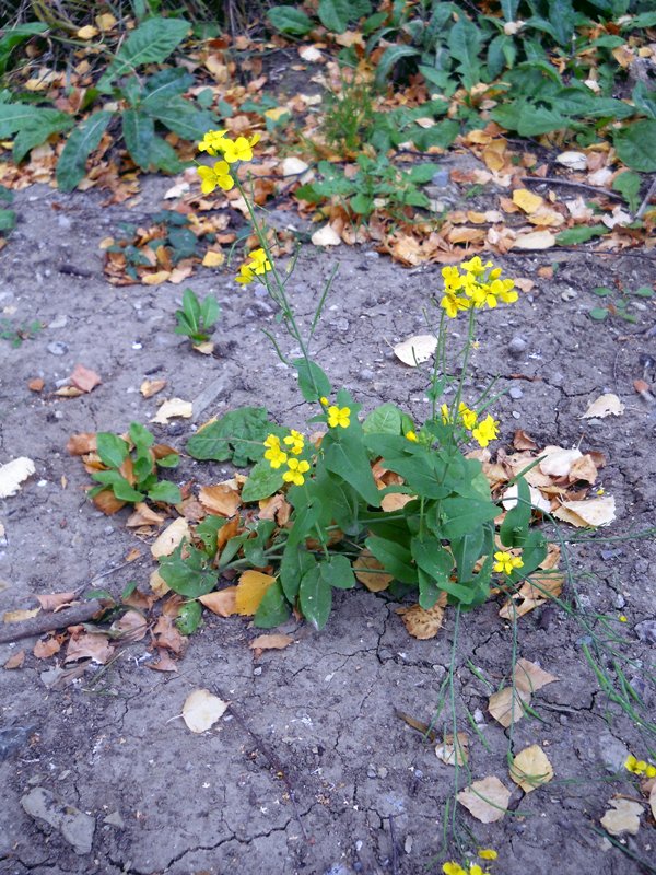 Image of Brassica campestris specimen.