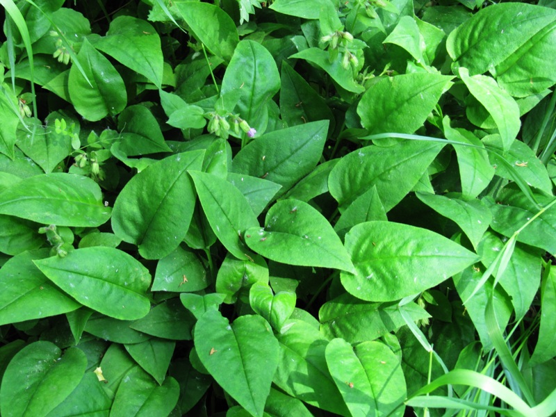 Image of Pulmonaria obscura specimen.