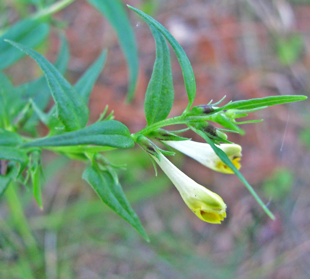 Image of Melampyrum pratense specimen.