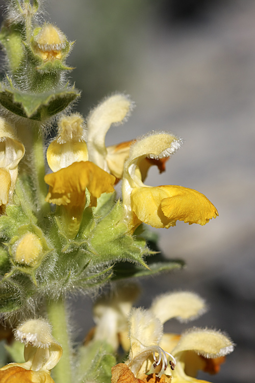 Image of Phlomoides tianschanica specimen.