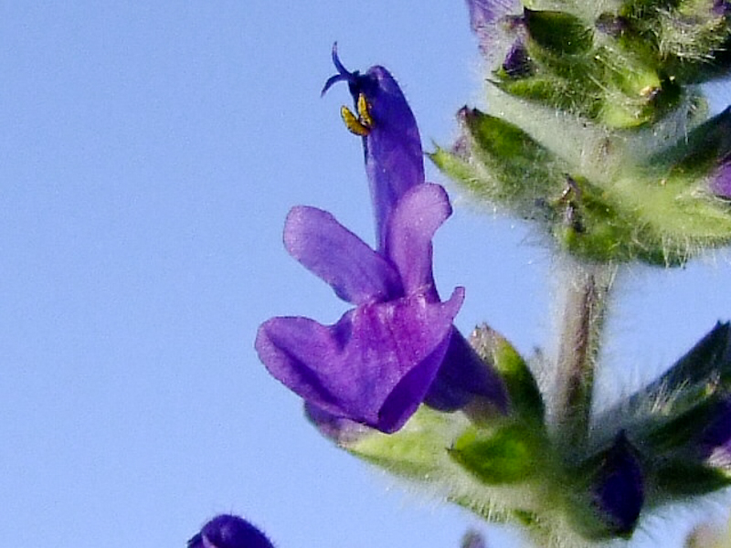 Изображение особи Salvia lanigera.