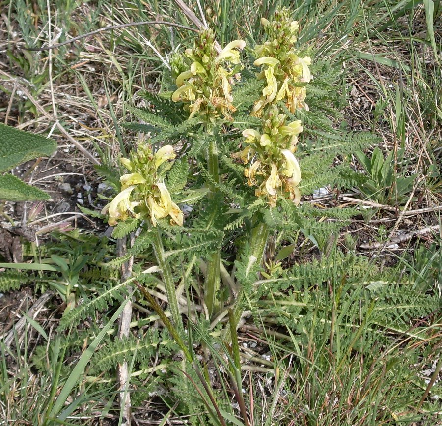 Image of Pedicularis sibthorpii specimen.