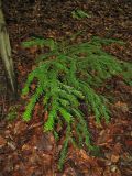 Taxus baccata. Молодое растение под пологом букового леса. Украина, Закарпатская обл., Раховский р-н. 3 мая 2008 г.