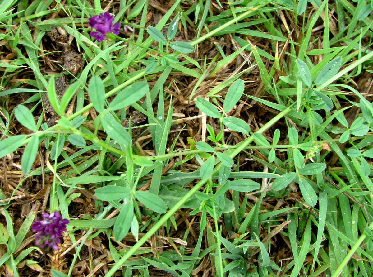 Image of Medicago caerulea specimen.