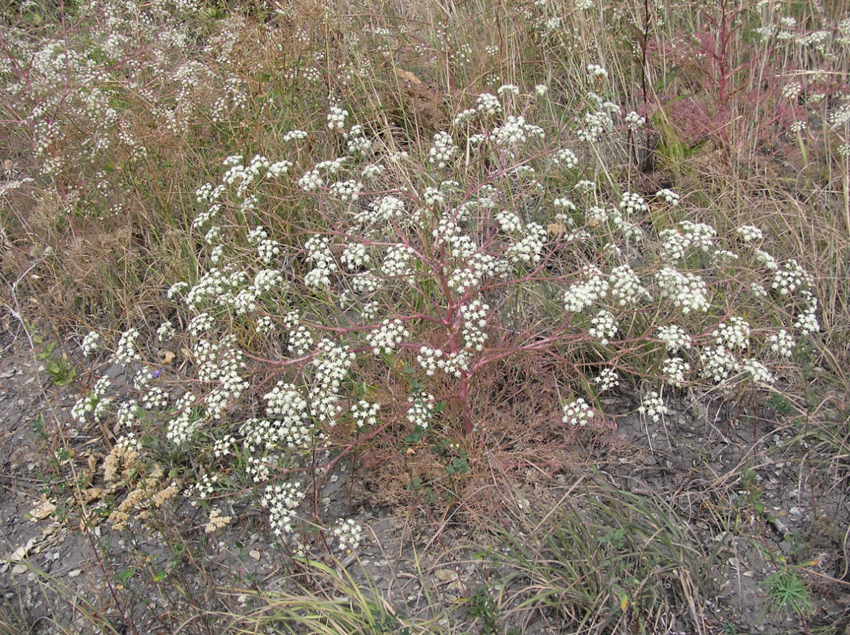 Image of Seseli arenarium specimen.