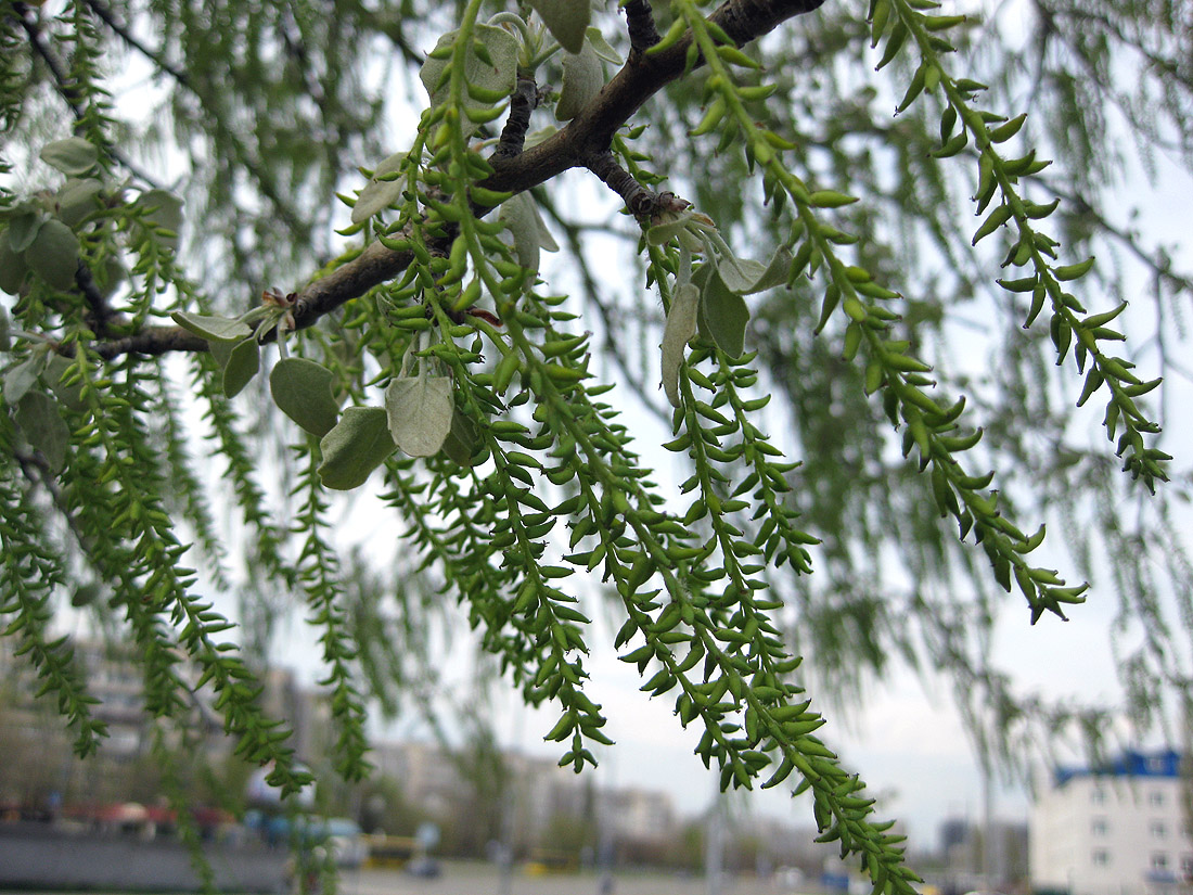 Image of Populus alba specimen.