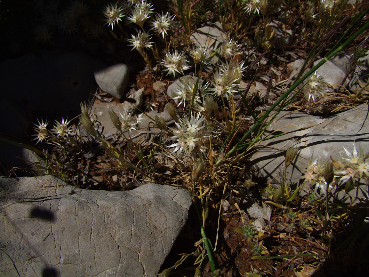 Image of Chardinia orientalis specimen.