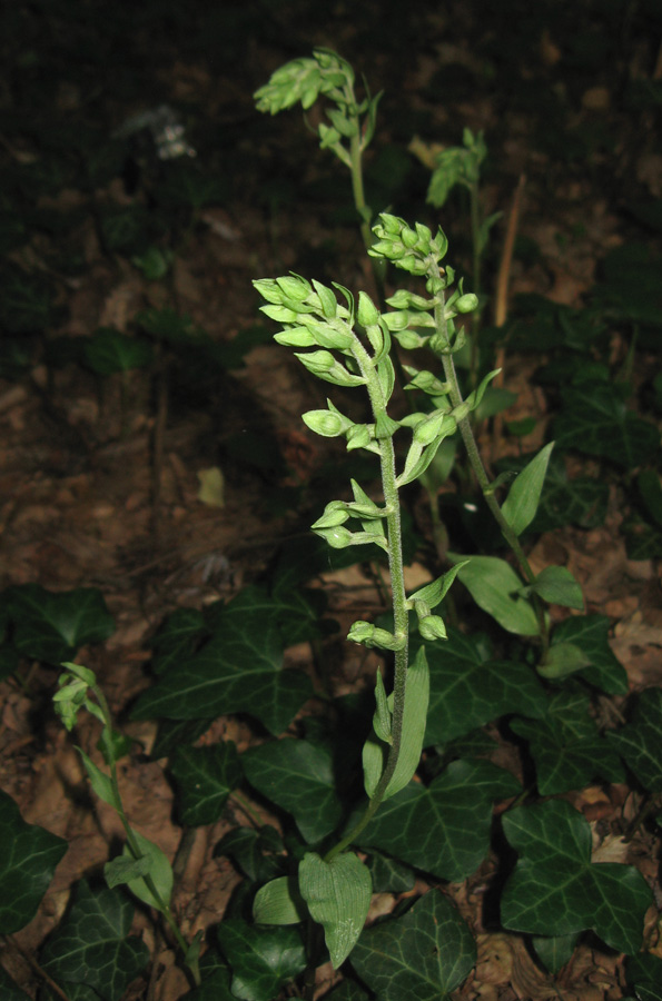 Image of Epipactis krymmontana specimen.