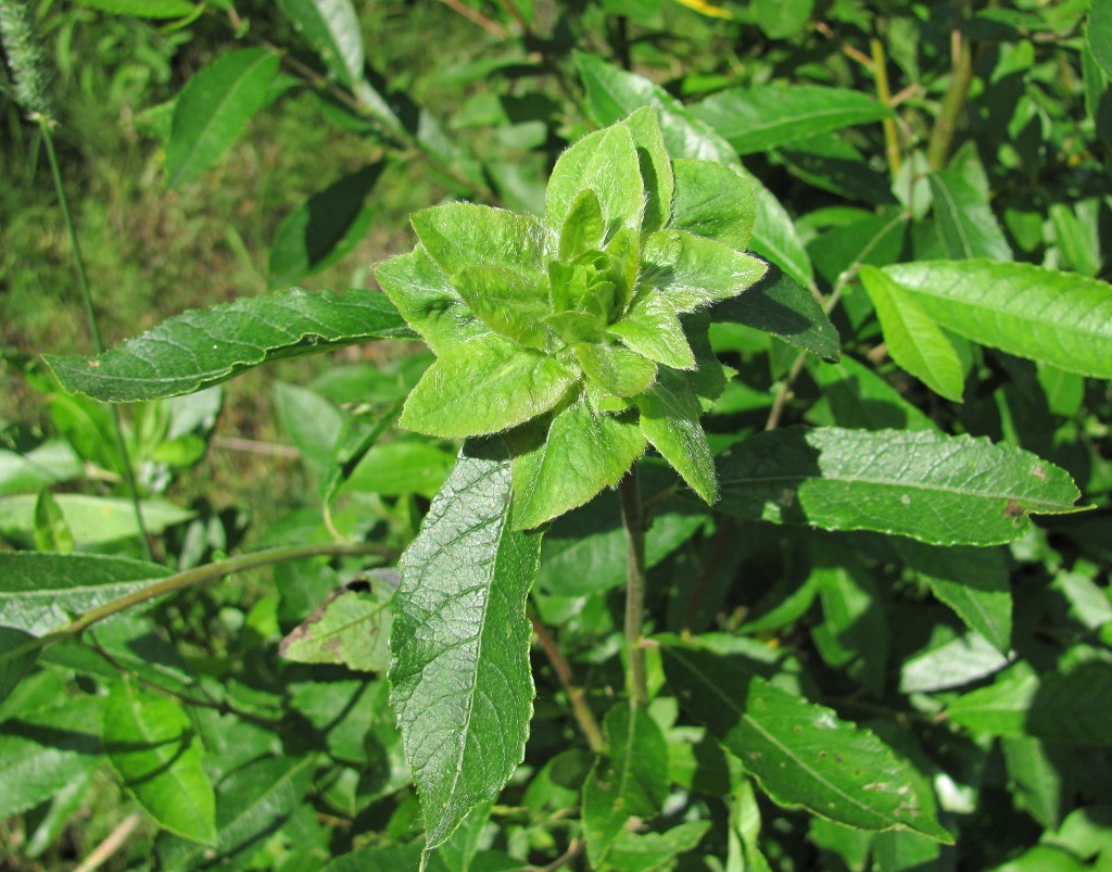 Image of Salix myrsinifolia specimen.