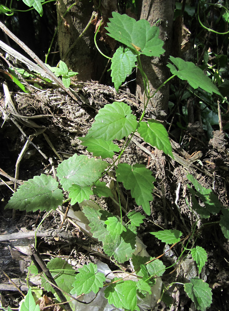 Изображение особи Humulus lupulus.