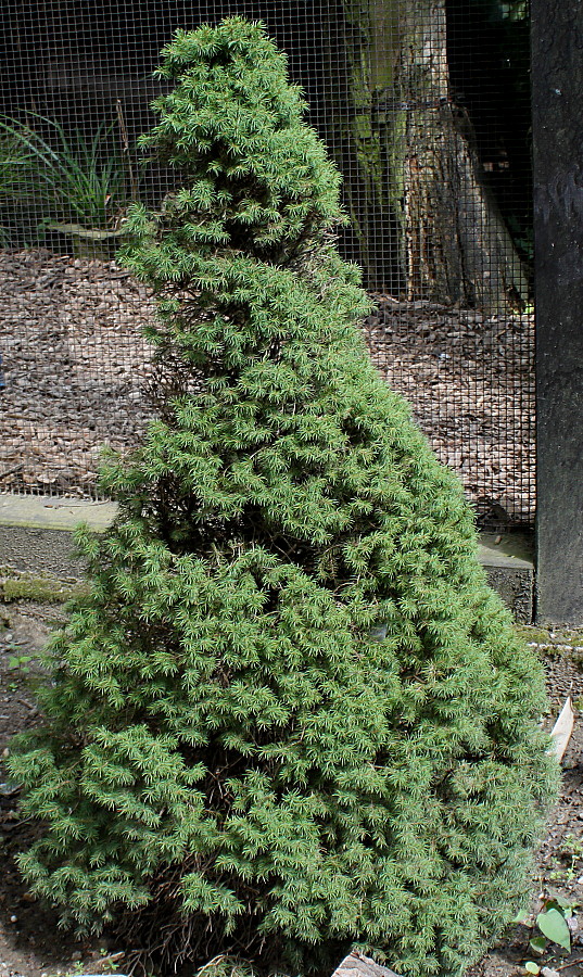 Image of Picea glauca specimen.