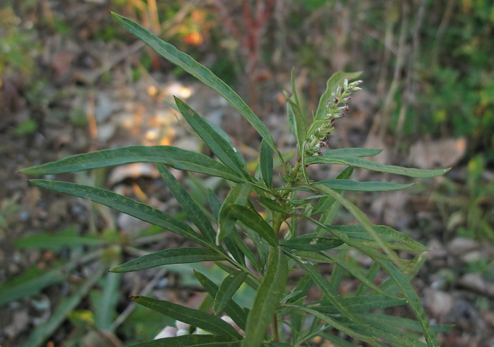 Изображение особи Artemisia rubripes.