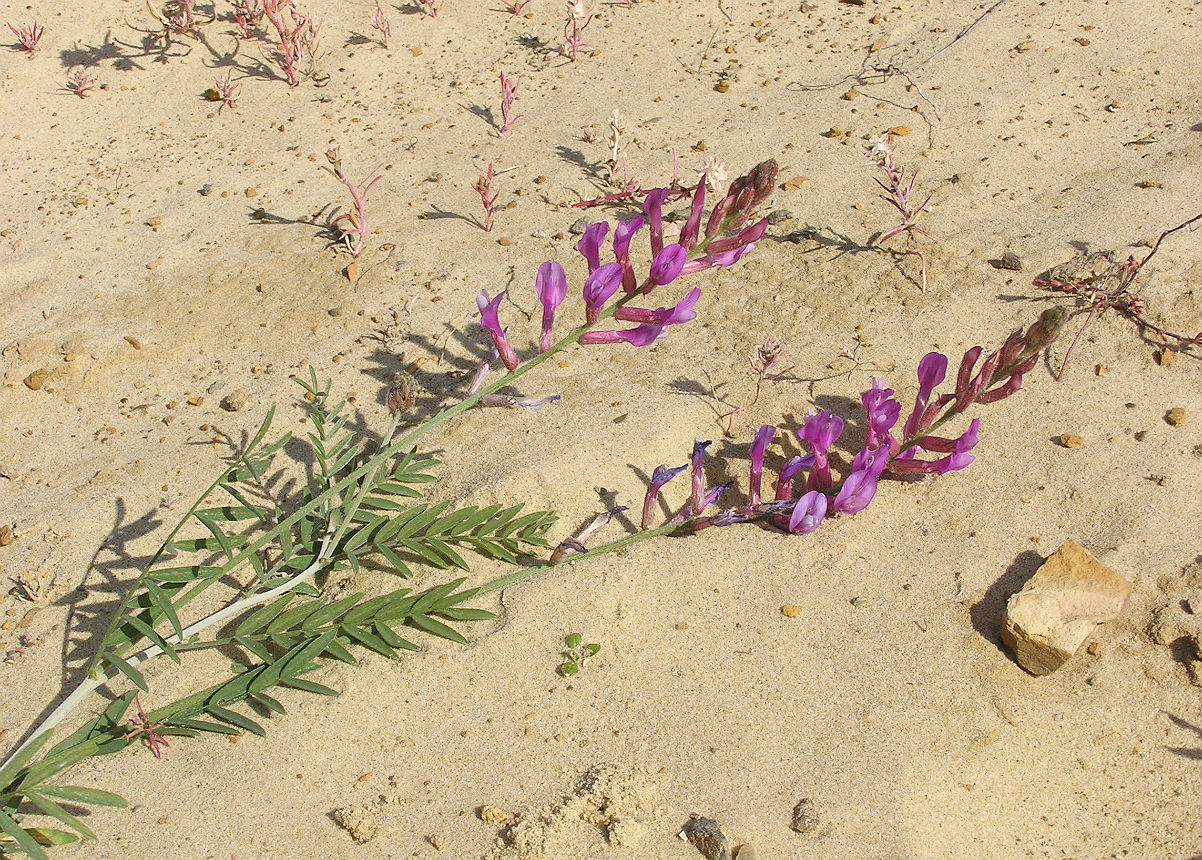 Image of Astragalus varius specimen.