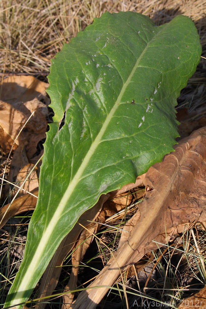 Image of Senecio schwetzowii specimen.