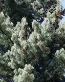 Pinus wallichiana. Часть кроны взрослого дерева с шишками ('Glauca'). Германия, г. Krefeld, ботанический сад. 16.09.2012.