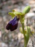 Ophrys fusca ssp. iricolor